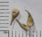 Owlfruit sedge